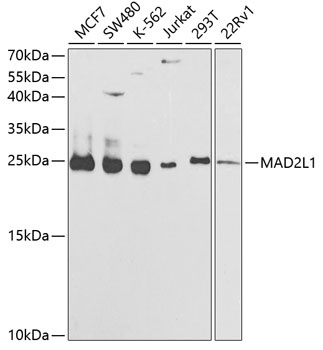 MAD2L1 Antibody