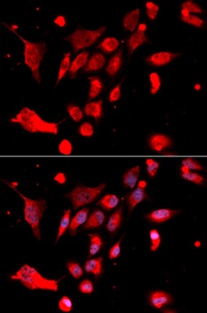 MAD2L1 Antibody