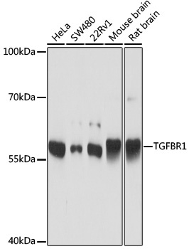 TGFBR1 Antibody