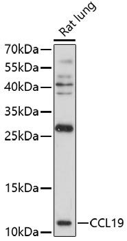 CCL19 Antibody
