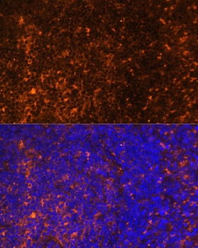 CCL19 Antibody