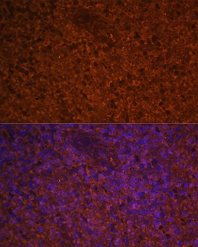 CCL19 Antibody