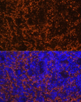 CCL19 Antibody