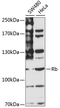 RB1 Antibody