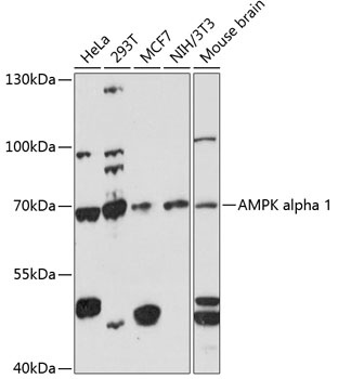 AMPK alpha 1 Antibody