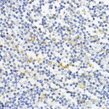 AMPK alpha 1 Antibody