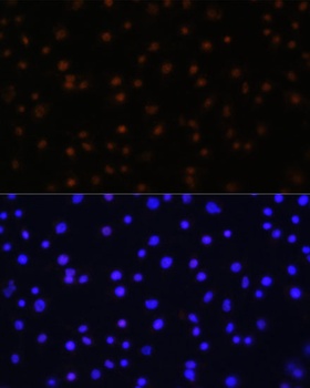 NPAS2 Antibody