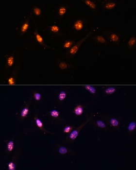 MKI67 Antibody