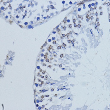 LMNB1 Antibody