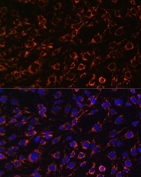 LMNB1 Antibody