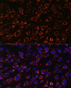 LMNB1 Antibody