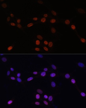 LMNB1 Antibody