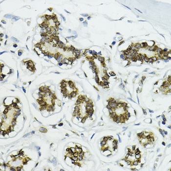 Lamin B1 Antibody