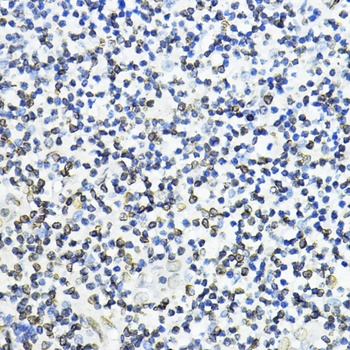 Lamin B1 Antibody
