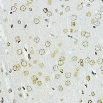 Lamin B1 Antibody