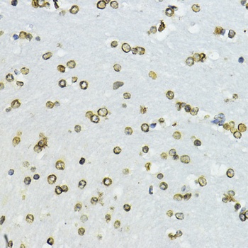 Lamin B1 Antibody