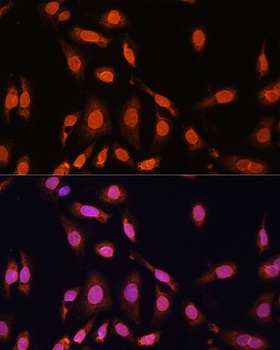 LMNB1 Antibody