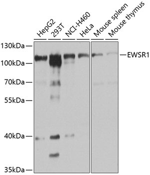 EWSR1 Antibody