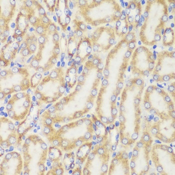 TOM20 Antibody