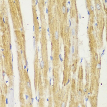 TOM20 Antibody