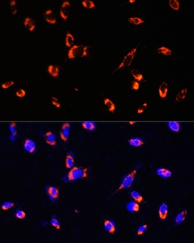 TOM20 Antibody