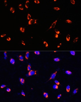 TOMM20 Antibody