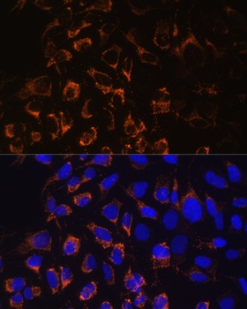 TOM20 Antibody