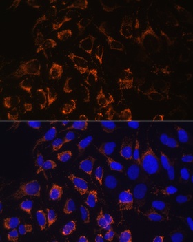 TOMM20 Antibody