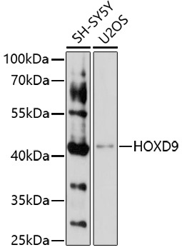 HOXD9 Antibody