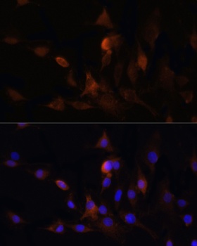 HMGCR Antibody
