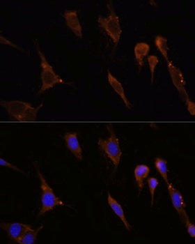 HMGCR Antibody