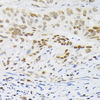 HIF1A Antibody