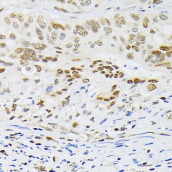 HIF1A Antibody