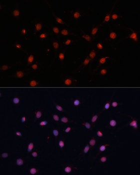 HIF1A Antibody