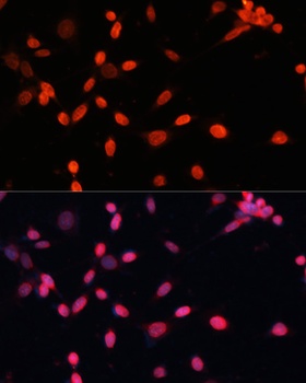 HIF1A Antibody