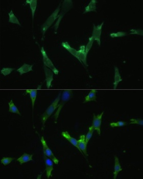 HIF1A Antibody