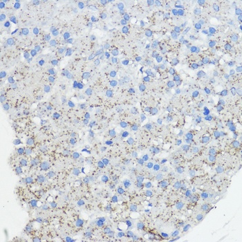 FXN Antibody