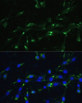 ENO1 Antibody