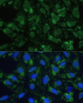 ENO1 Antibody