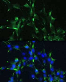 ENO1 Antibody