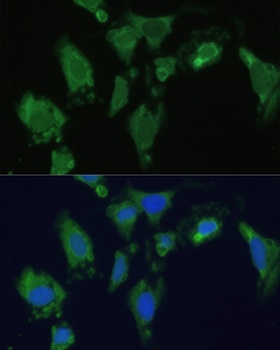 ENO1 Antibody