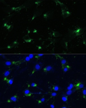 ENO1 Antibody