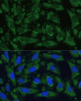 ENO1 Antibody