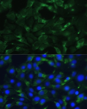 ENO1 Antibody