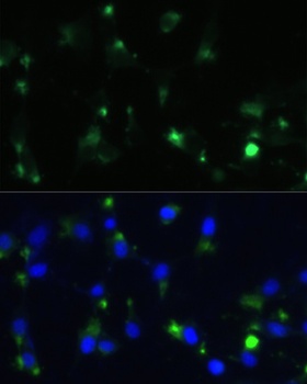 ENO1 Antibody