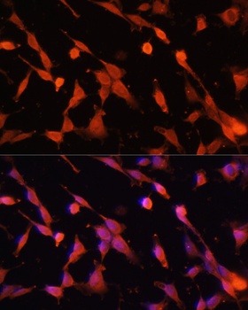 ENO1 Antibody