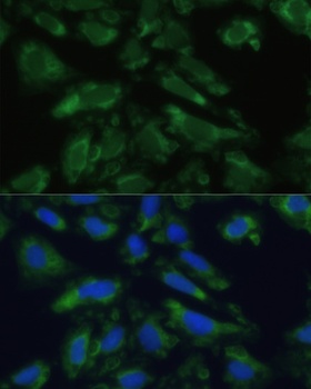 ENO1 Antibody