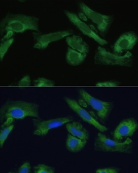 ENO1 Antibody