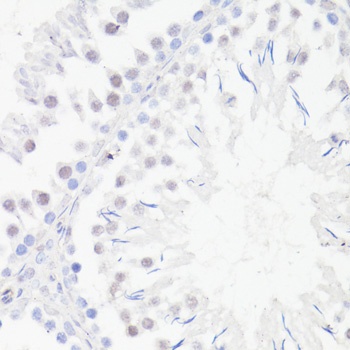 DMP1 Antibody