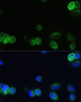 CHRM1 Antibody